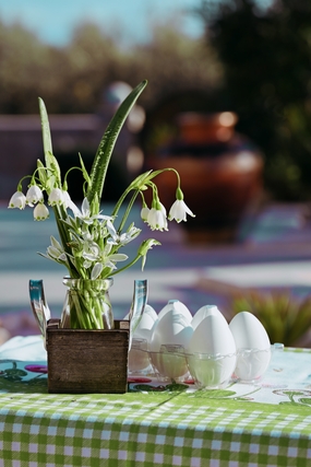 复活节彩蛋盆栽植物摄影图片